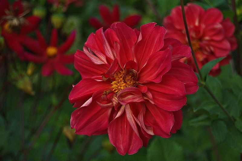 фото превью