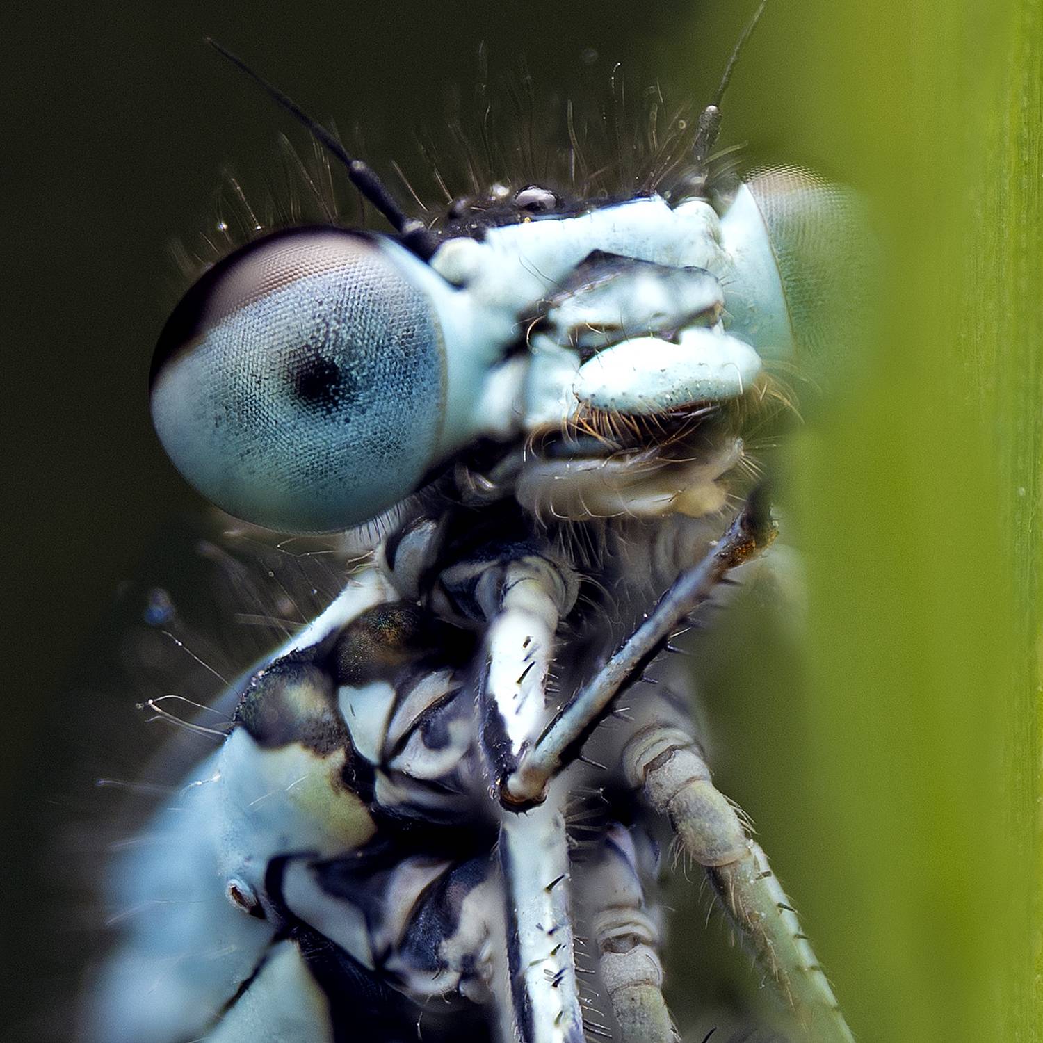 макро стрекоза природа насекомые, Иван Радьков