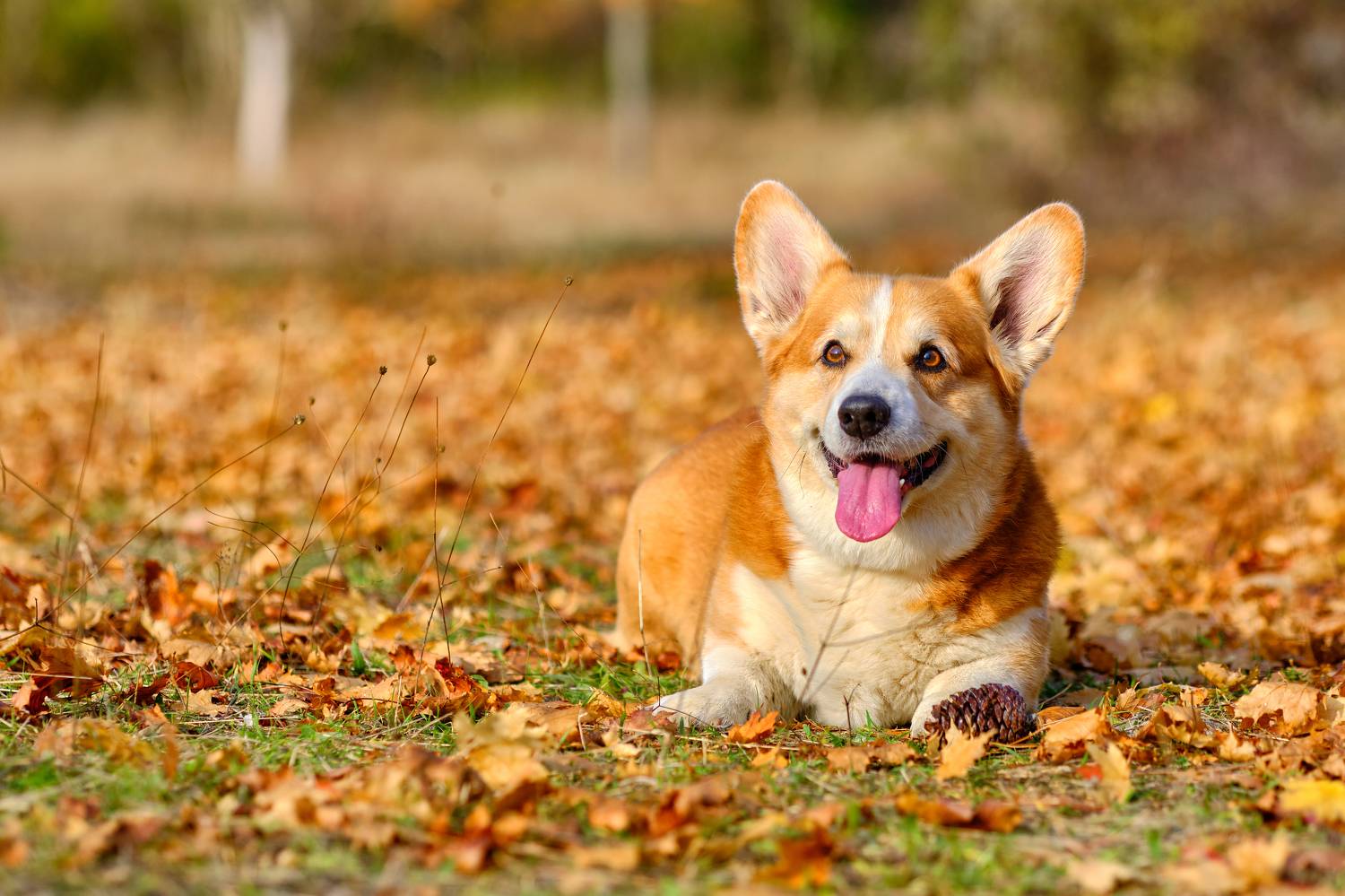 собака, корги, осень, шишки, лес, оранжевоенастроение, Станислав Дроздов