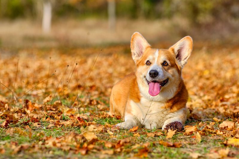 собака, корги, осень, шишки, лес, оранжевоенастроение Мы любим шишки! фото превью