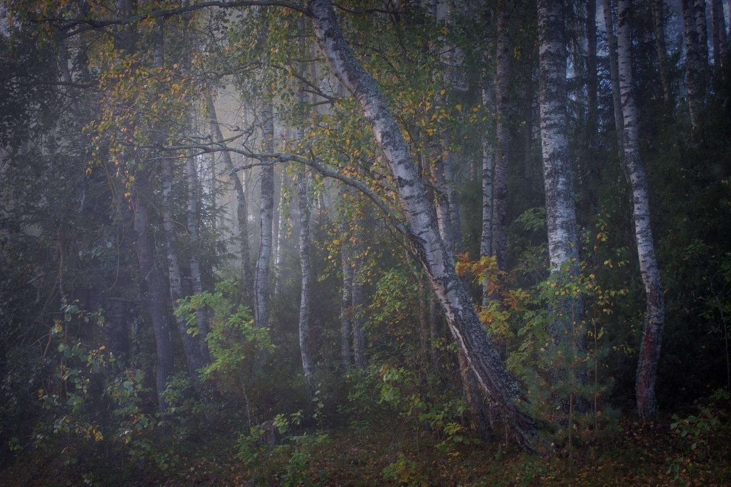 , Игорь Денисов