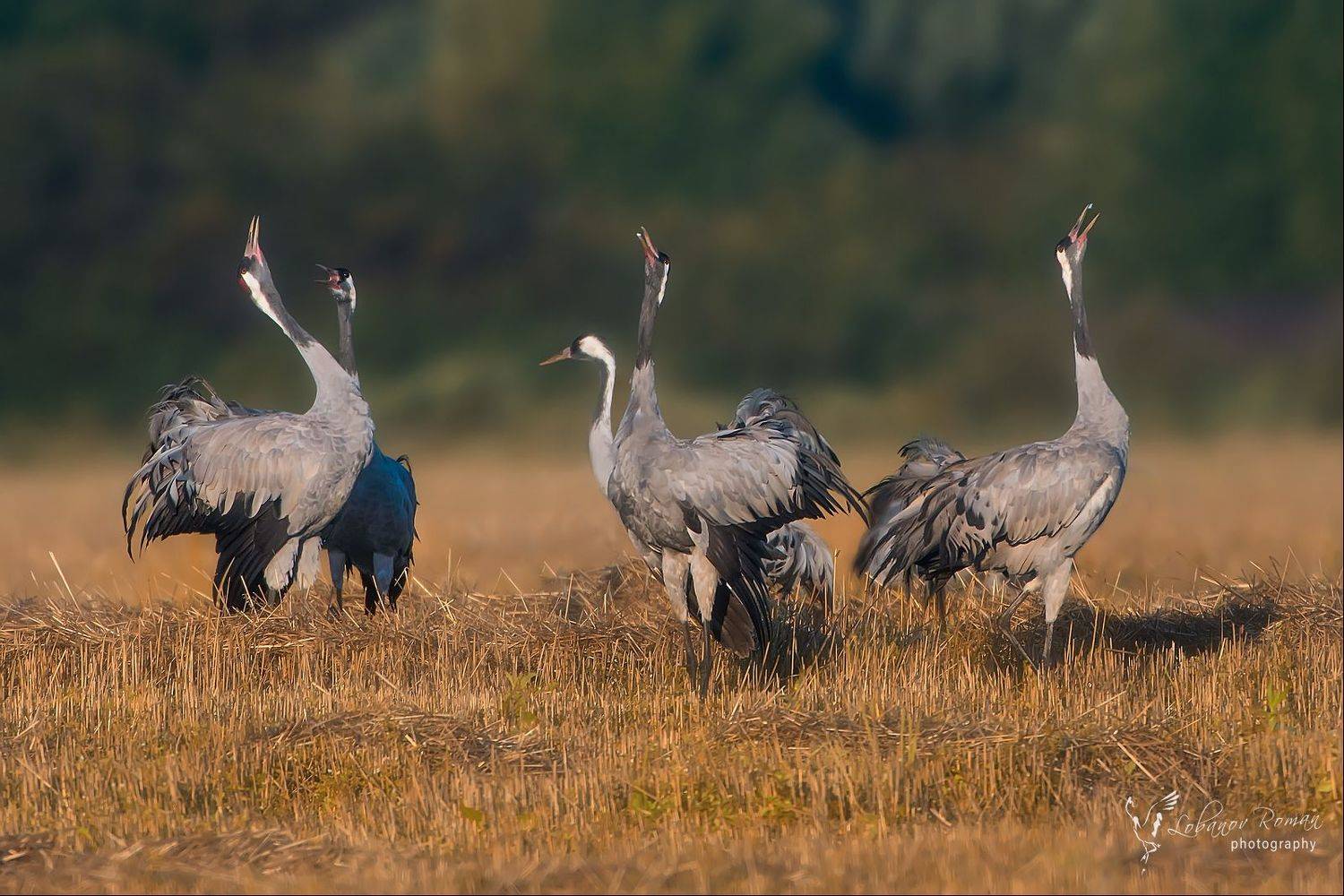 , Лобанов Роман