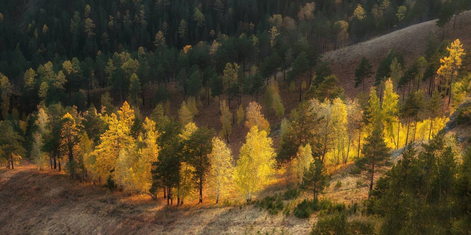 сибирь, осень, свет, Фомина Марина