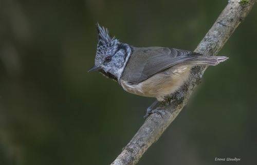 European crested tit