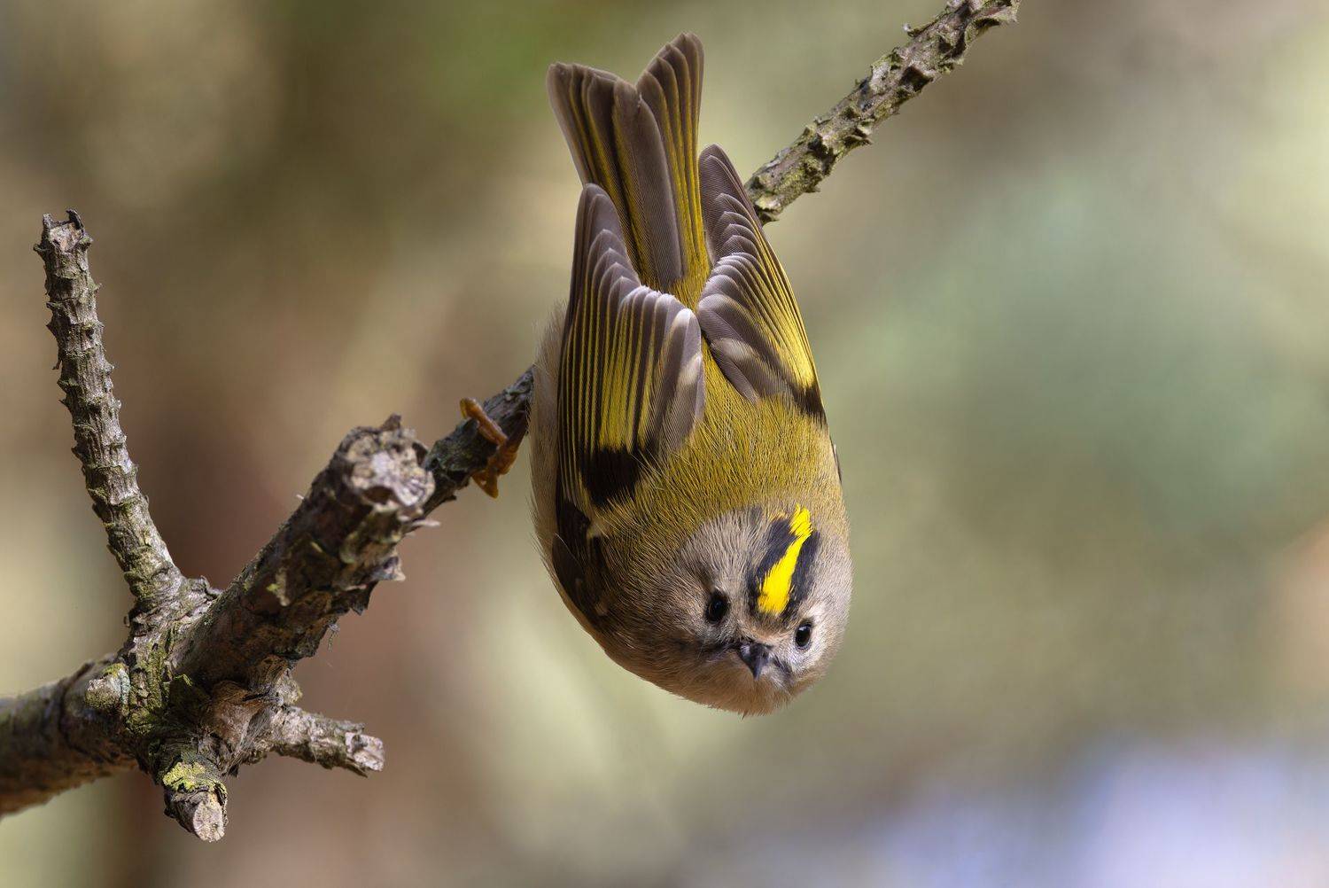 королек, regulus regulus, птицы, фото птиц, Александр Шипиленко