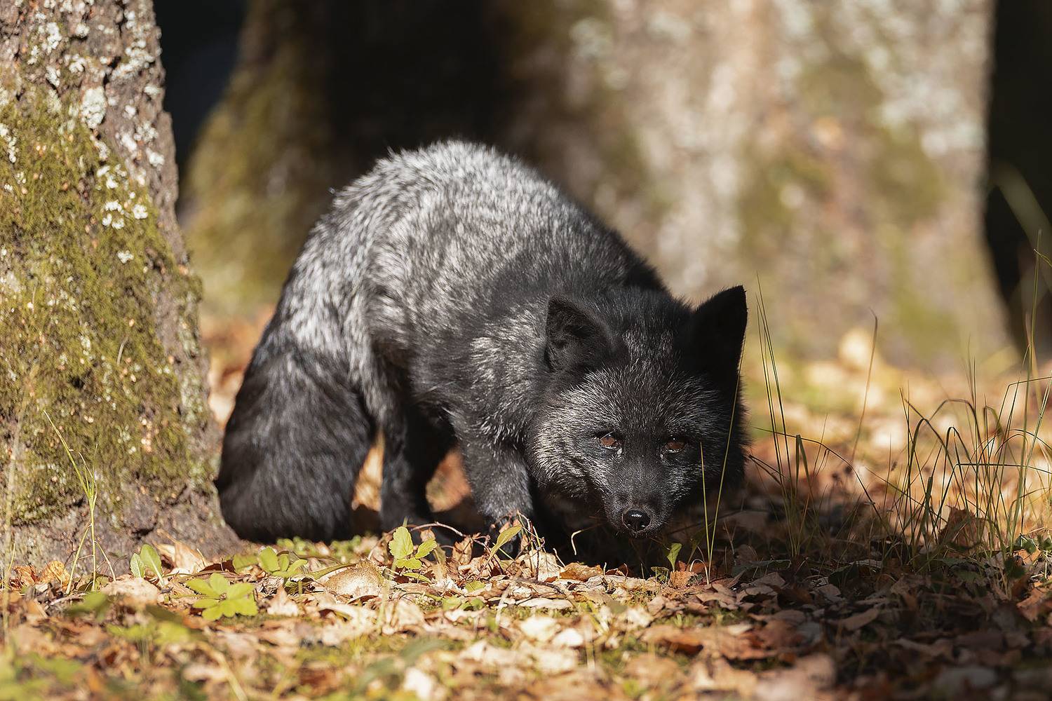 лиса, чернобурая, красотка, осень, fox, beautiful, autumn, nature, Стукалова Юлия