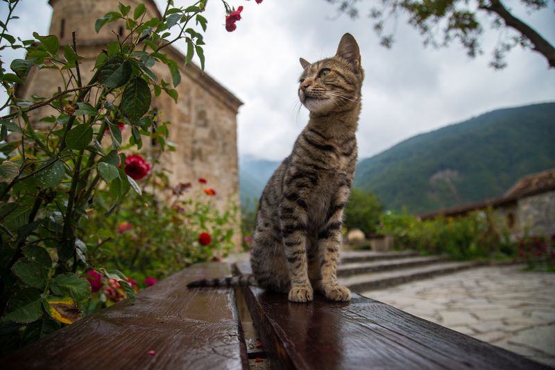 Киса фото превью