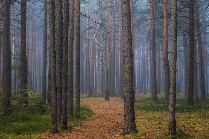 *** фото превью