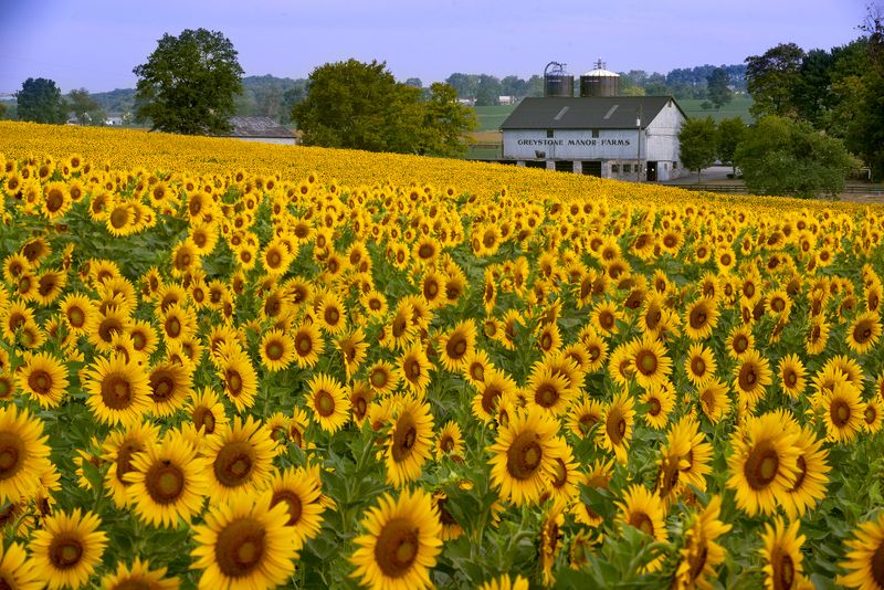 Sunflower Beauty фото превью