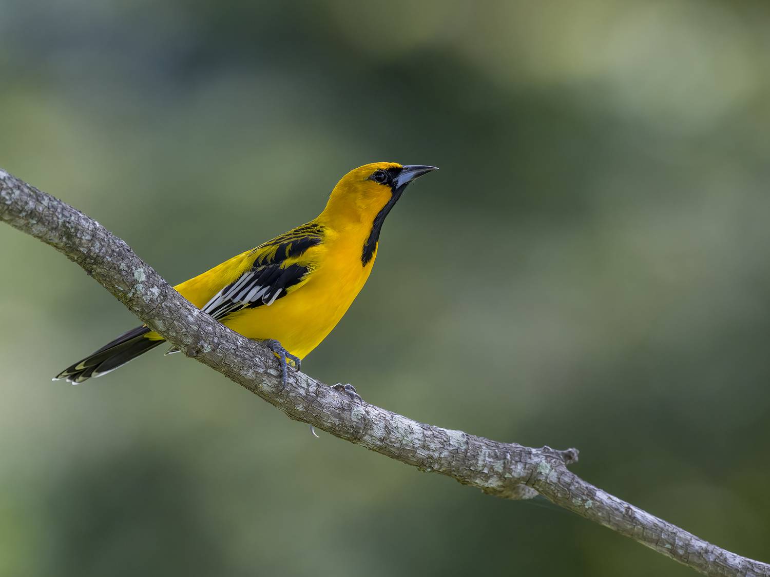 , Burgalin Sequeira Fernando