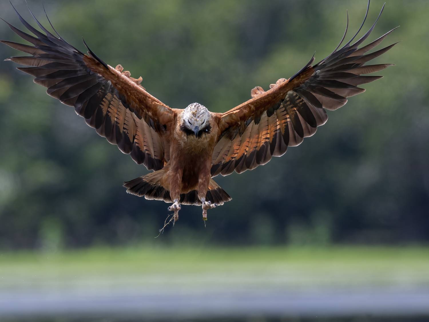 , Burgalin Sequeira Fernando