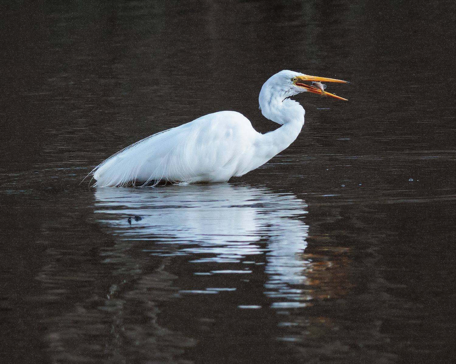 , Леонид Дьяченко