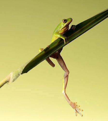 Квакша. Frog. Hylidae - Зеленая североамериканская Квакша