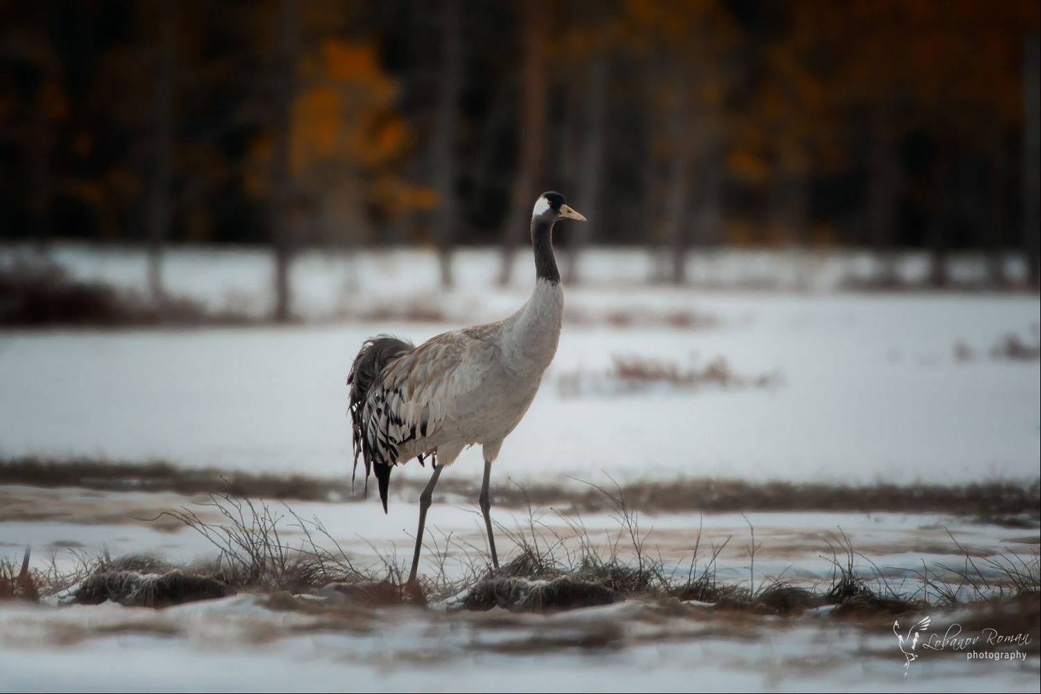 , Лобанов Роман