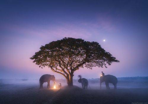 Thailand Surin