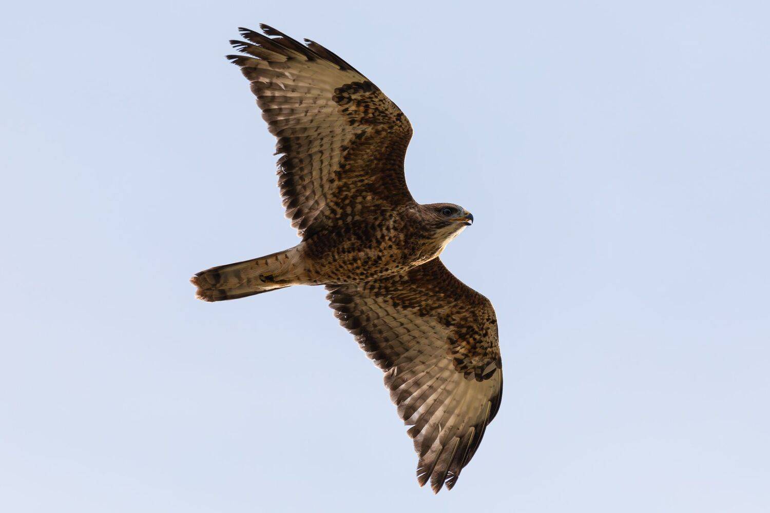 канюк, Гильманов Артур