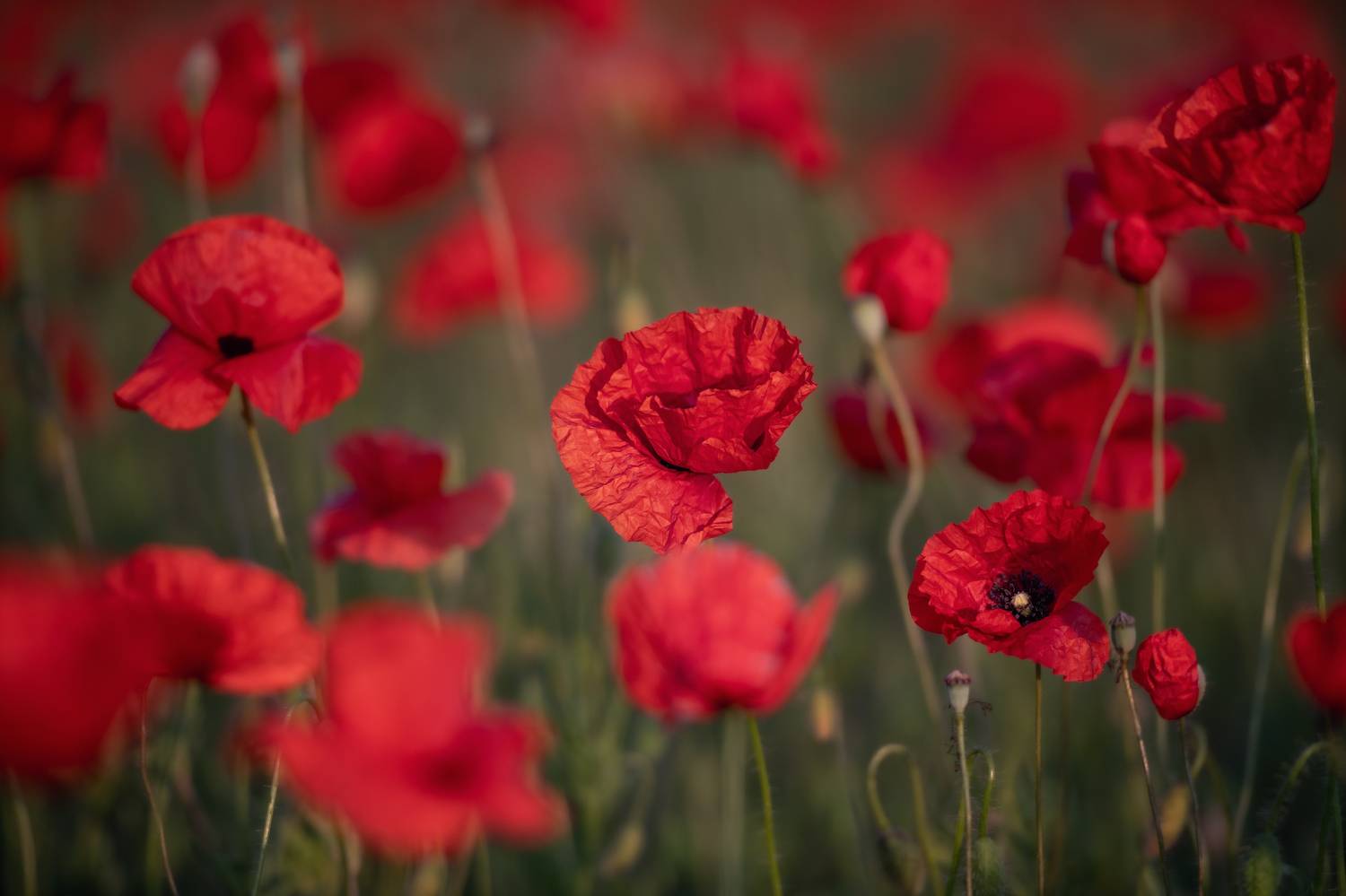 маки цветы лето природа, Третьякова Анастасия