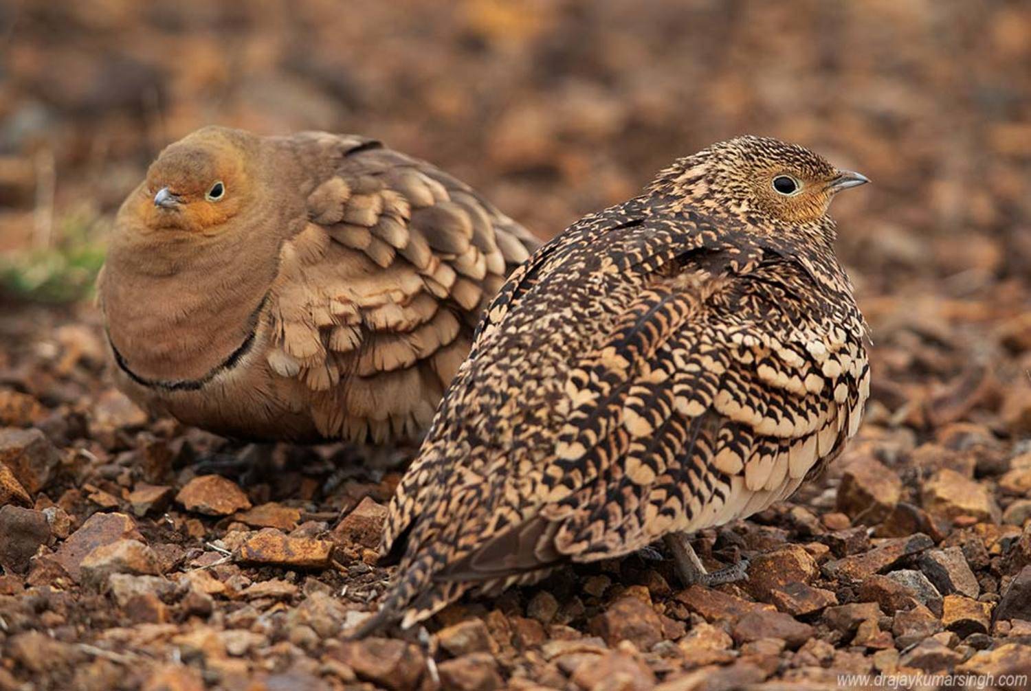 Chestnut bellied Sandgrouse, Dr Ajay Kumar Singh