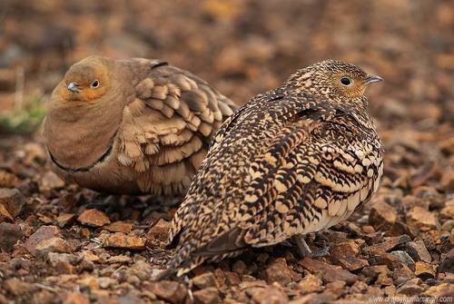 Chestnut-bellied Sandgrouse