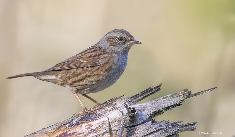 bird of prey, animal, birds, bird, animal wildlife, nature, animals in the wild, птицы, птица, лесная завирушка, dunnock Лесная завирушка фото превью