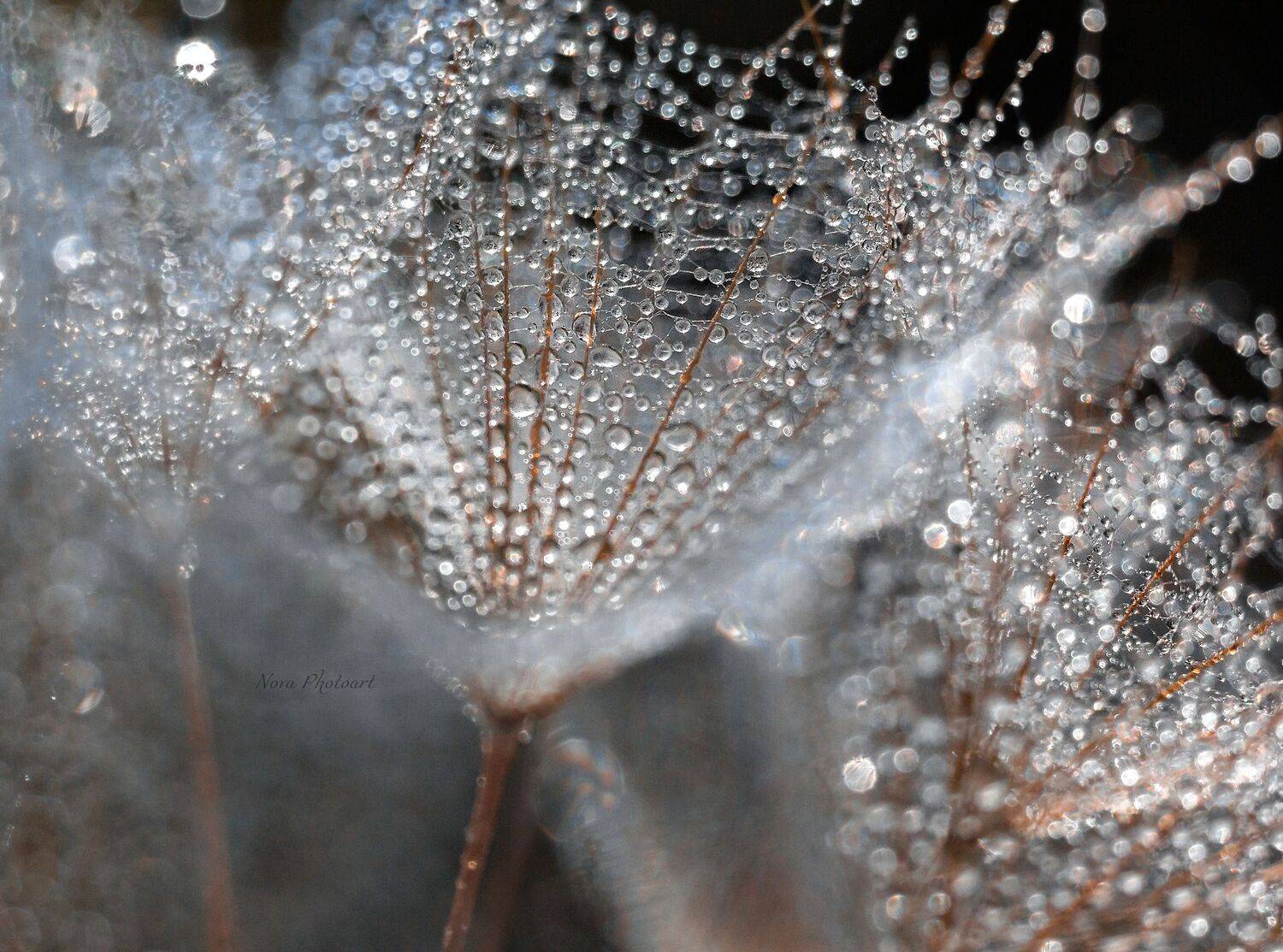 макрофотография, macro, макромир, макросъёмка, фотоприроды, nature, артфото, фотомакро, боке, мануальнаяоптика, макро, макрофото, макросъемка, красота, роса, капли, Svetlana Smirnova
