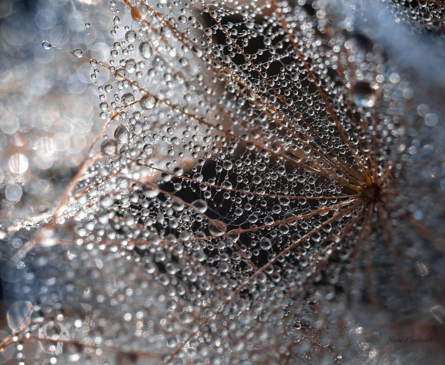 макрофотография, macro, макромир, макросъёмка, фотоприроды, nature, артфото, фотомакро, боке, мануальнаяоптика, макро, макрофото, макросъемка, красота, роса, капли, Svetlana Smirnova