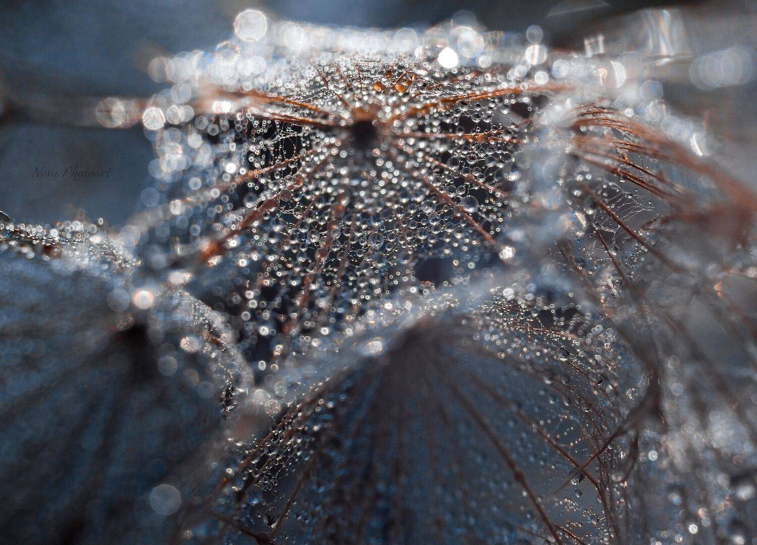 макрофотография, macro, макромир, макросъёмка, фотоприроды, nature, артфото, фотомакро, боке, мануальнаяоптика, макро, макрофото, макросъемка, красота, роса, капли, Svetlana Smirnova