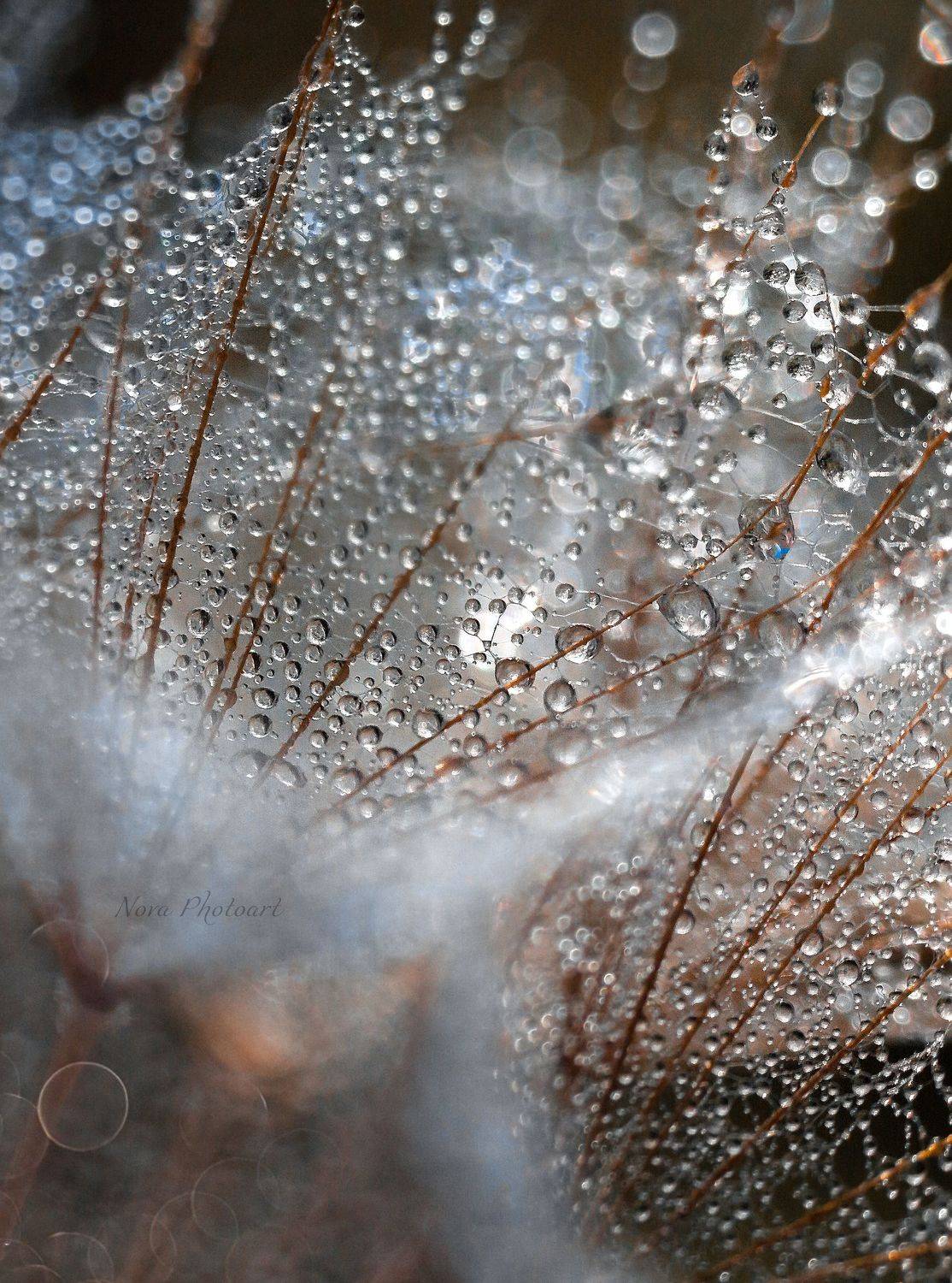 макрофотография, macro, макромир, макросъёмка, фотоприроды, nature, артфото, фотомакро, боке, мануальнаяоптика, макро, макрофото, макросъемка, красота, роса, капли, Svetlana Smirnova