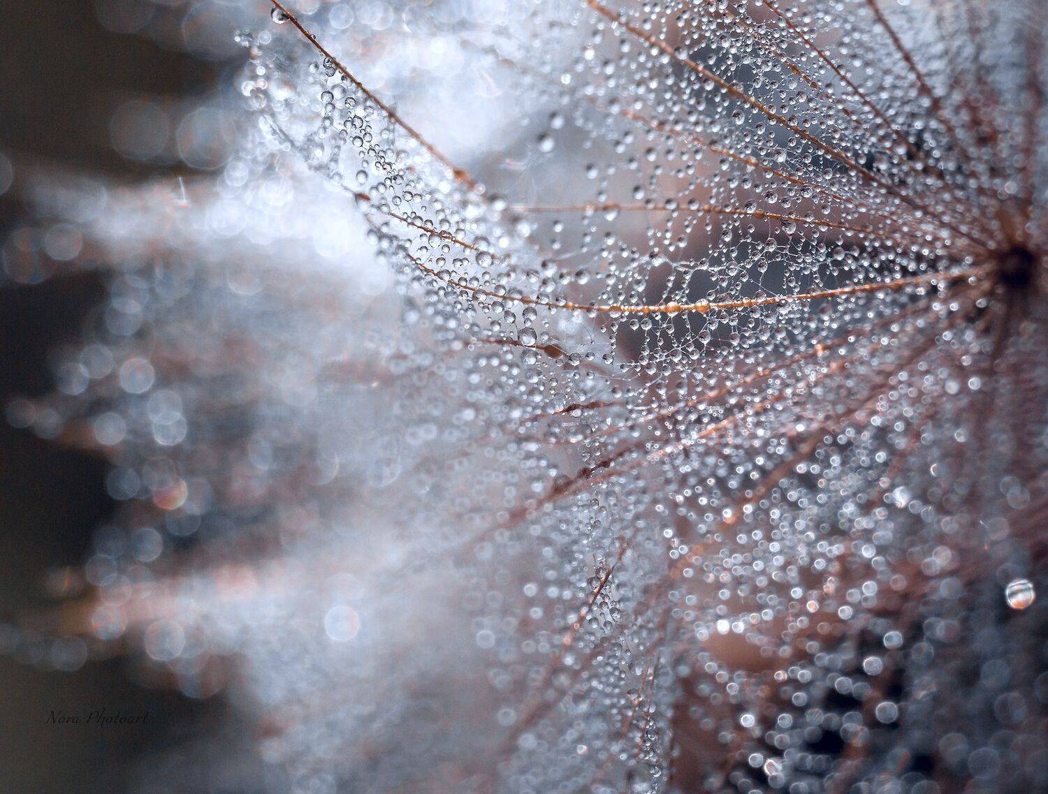 макрофотография, macro, макромир, макросъёмка, фотоприроды, nature, артфото, фотомакро, боке, мануальнаяоптика, макро, макрофото, макросъемка, красота, роса, капли, Svetlana Smirnova