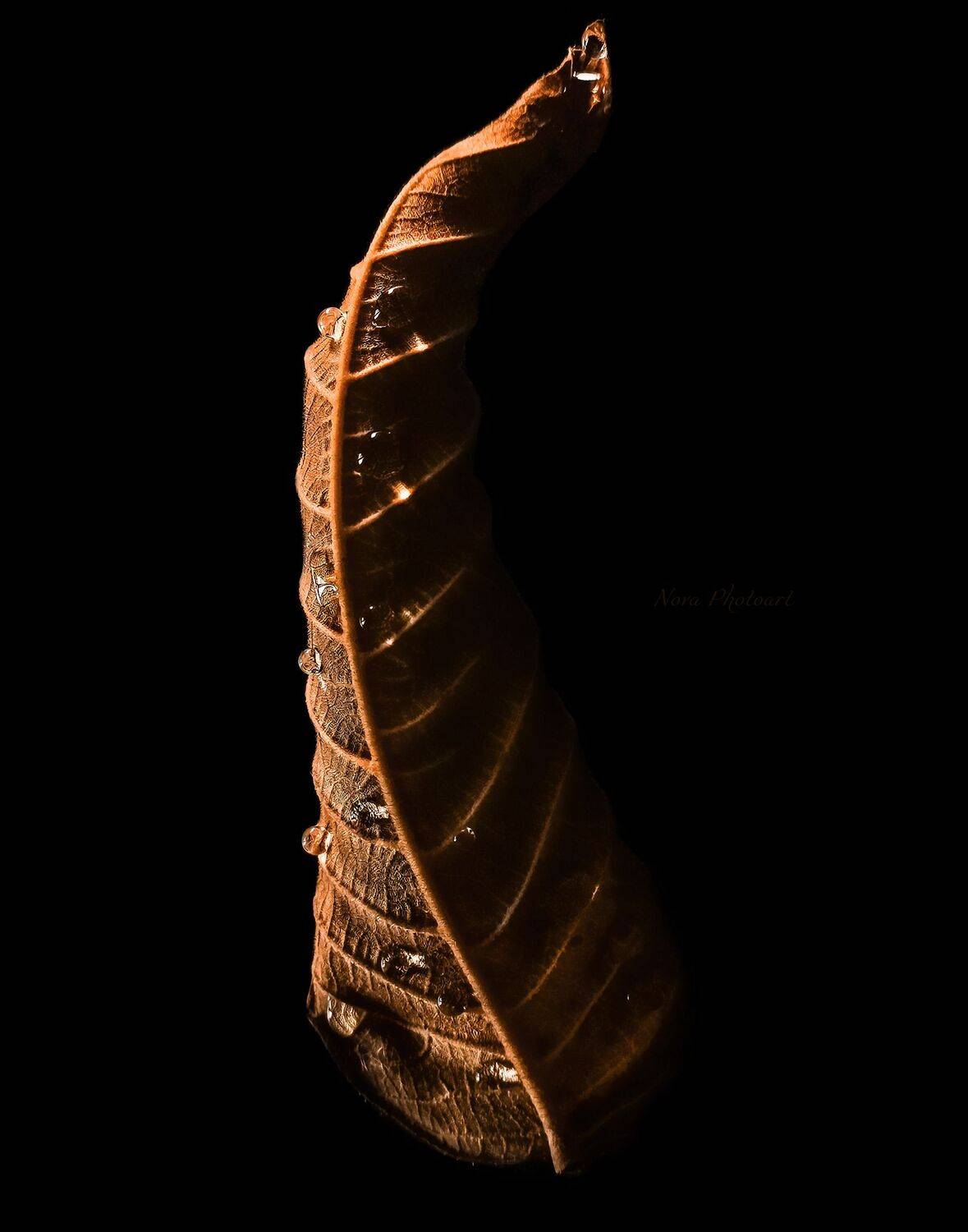 макрофотография, macro, макромир, макросъёмка, фотоприроды, nature, артфото, фотомакро, боке, мануальнаяоптика, макро, макрофото, макросъемка, красота, роса, капли, лист, Svetlana Smirnova