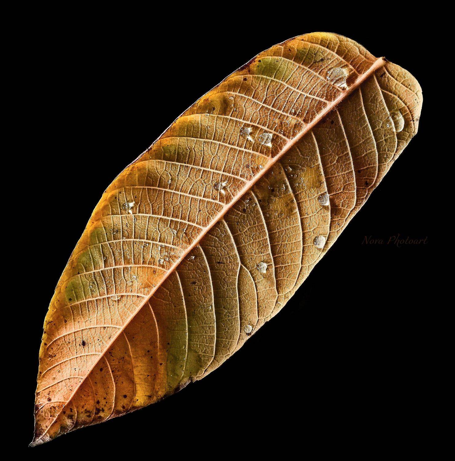 макрофотография, macro, макромир, макросъёмка, фотоприроды, nature, артфото, фотомакро, боке, мануальнаяоптика, макро, макрофото, макросъемка, красота, роса, капли, лист, Svetlana Smirnova