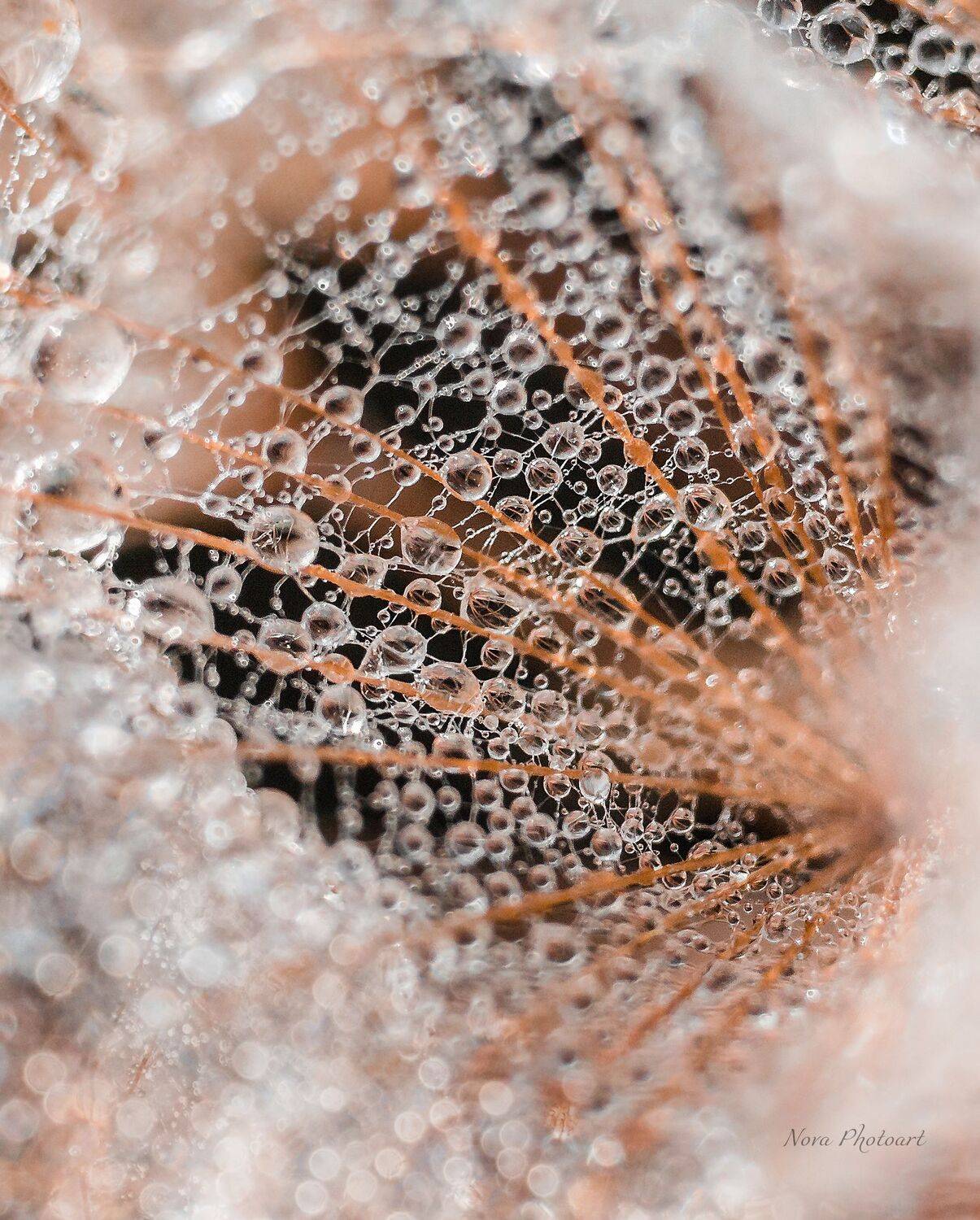 макрофотография, macro, макромир, макросъёмка, фотоприроды, nature, артфото, фотомакро, боке, мануальнаяоптика, макро, макрофото, макросъемка, красота, роса, капли, Svetlana Smirnova