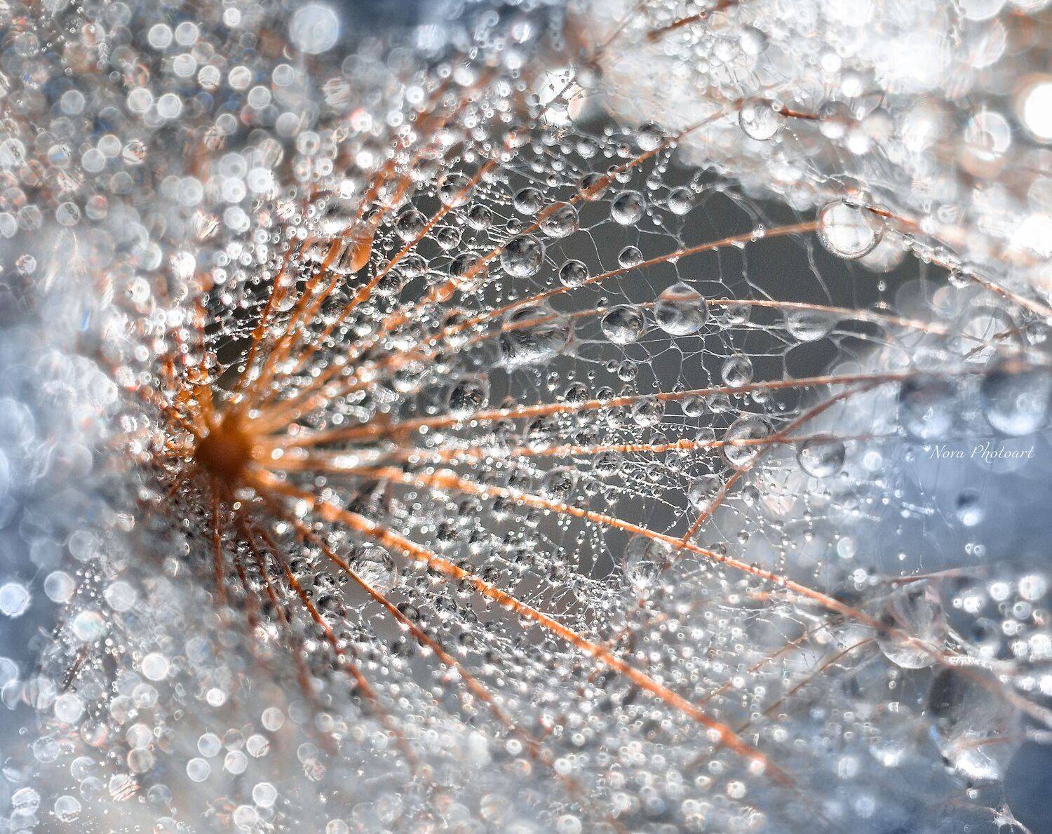 макрофотография, macro, макромир, макросъёмка, фотоприроды, nature, артфото, фотомакро, боке, мануальнаяоптика, макро, макрофото, макросъемка, красота, роса, капли, Svetlana Smirnova