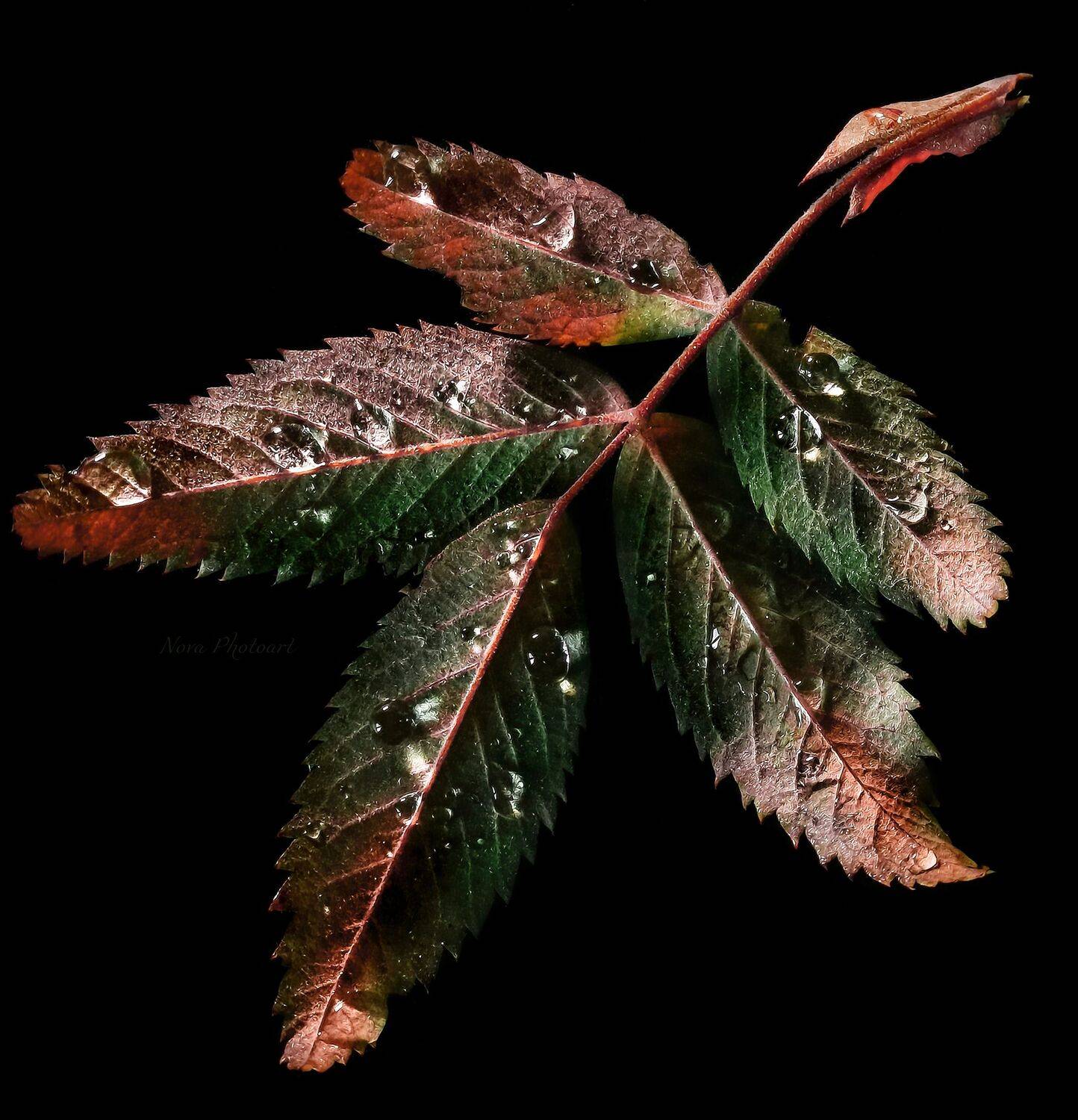 осень, листва, краски, увядание, листья, макро, Svetlana Smirnova