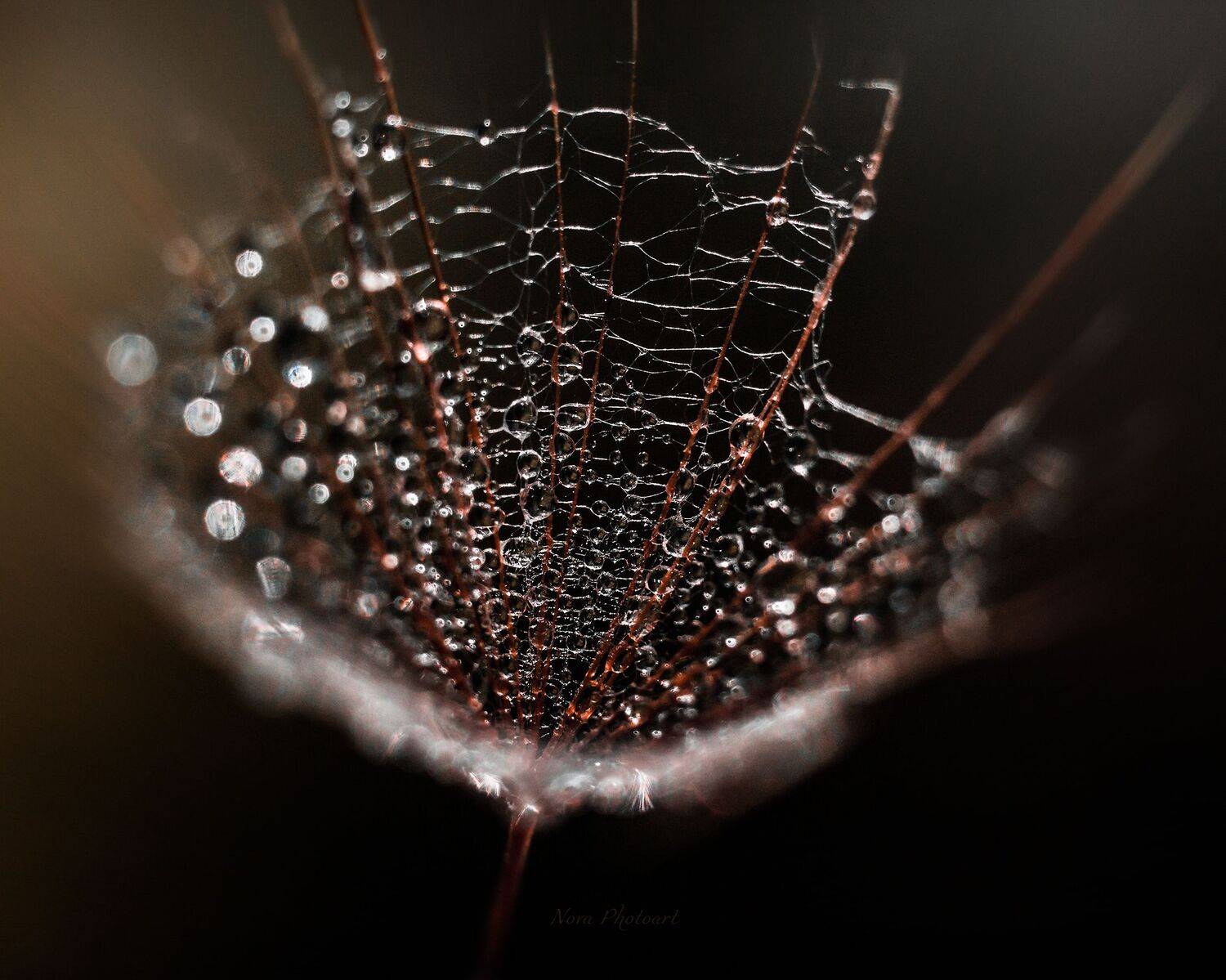 макрофотография, macro, макромир, макросъёмка, фотоприроды, nature, артфото, фотомакро, боке, мануальнаяоптика, макро, макрофото, макросъемка, красота, роса, капли, Svetlana Smirnova