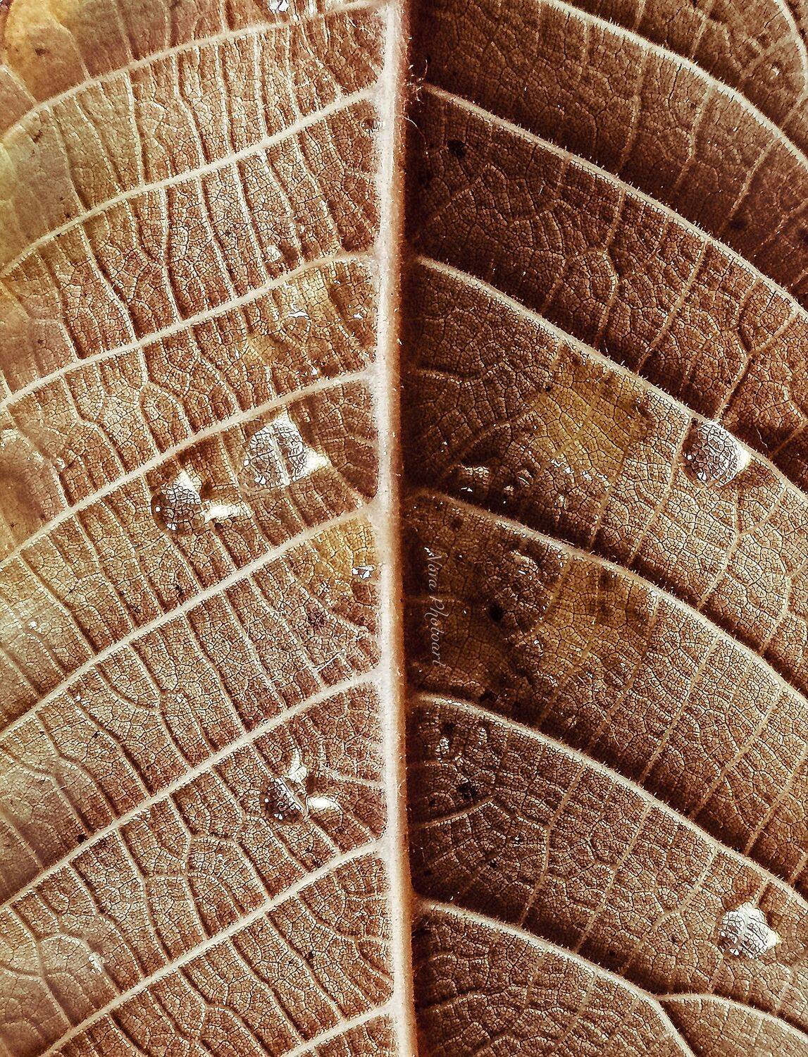 макрофотография, macro, макромир, макросъёмка, фотоприроды, nature, артфото, фотомакро, боке, мануальнаяоптика, макро, макрофото, макросъемка, красота, лист, Svetlana Smirnova