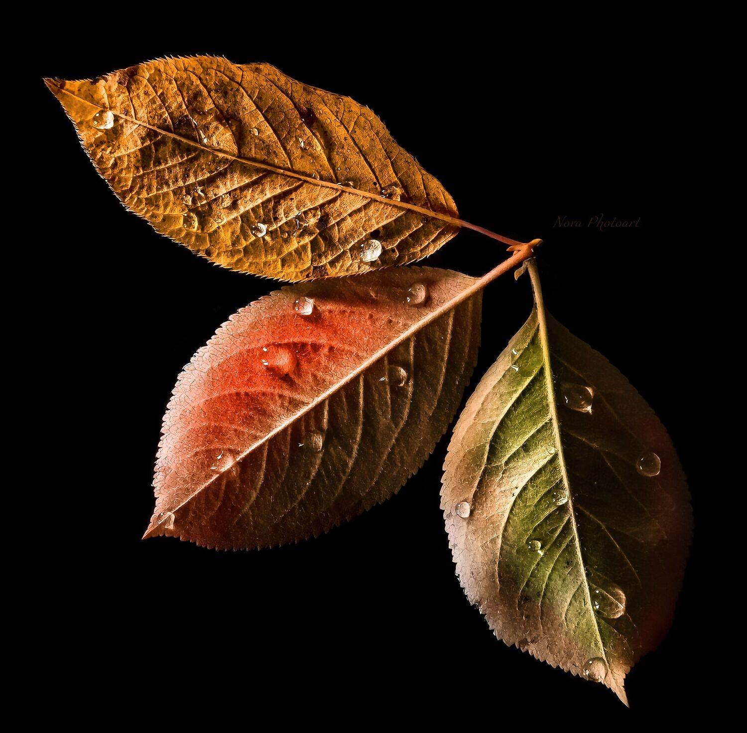 макрофотография, macro, макромир, макросъёмка, фотоприроды, nature, артфото, фотомакро, боке, мануальнаяоптика, макро, макрофото, макросъемка, красота, роса, капли, листья, Svetlana Smirnova