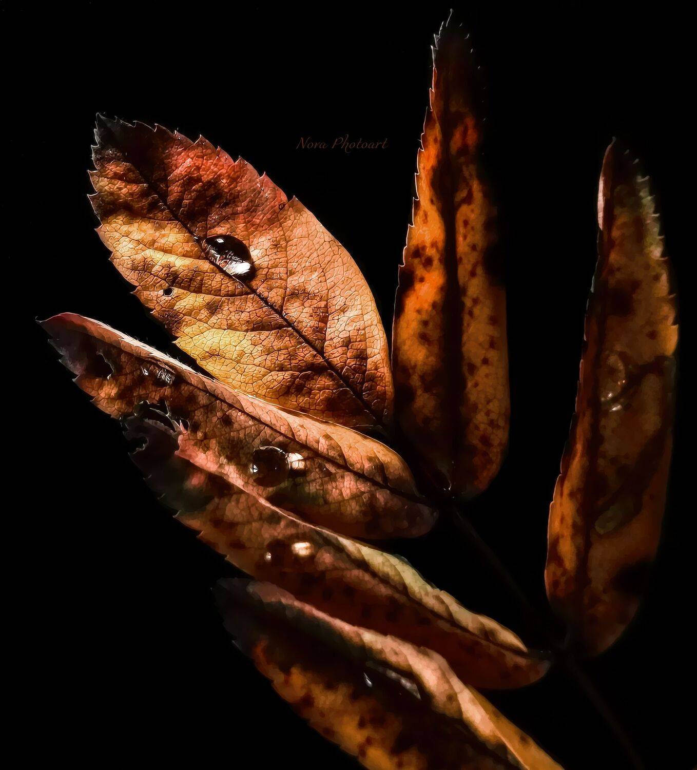 макрофотография, macro, макромир, макросъёмка, фотоприроды, nature, артфото, фотомакро, боке, мануальнаяоптика, макро, макрофото, макросъемка, красота, роса, капли, листья, Svetlana Smirnova