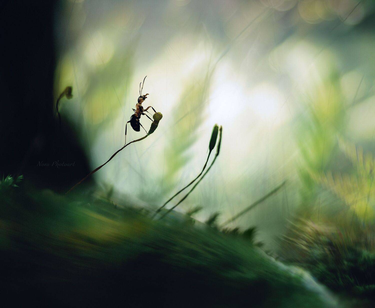 макрофотография, macro, макромир, макросъёмка, фотоприроды, nature, артфото, фотомакро, боке, мануальнаяоптика, макро, макрофото, макросъемка, мох, лес, муравей, Svetlana Smirnova