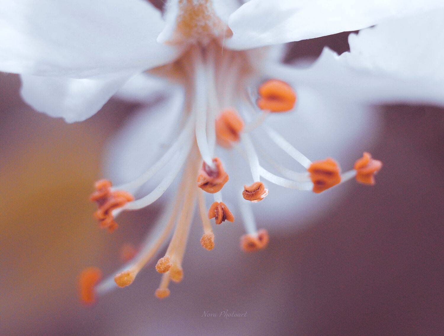 макрофотография, macro, макромир, макросъёмка, фотоприроды, nature, артфото, фотомакро, боке, мануальнаяоптика, макро, макрофото, макросъемка, цветок, пыльца, тычинка, тычинки, яблоня, Svetlana Smirnova