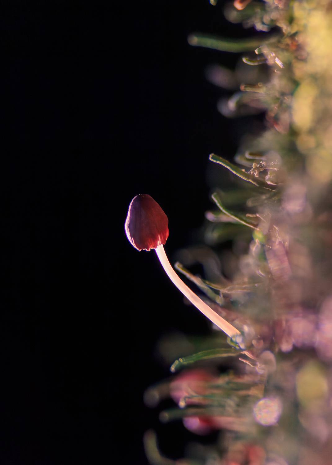 , Загруев Михаил