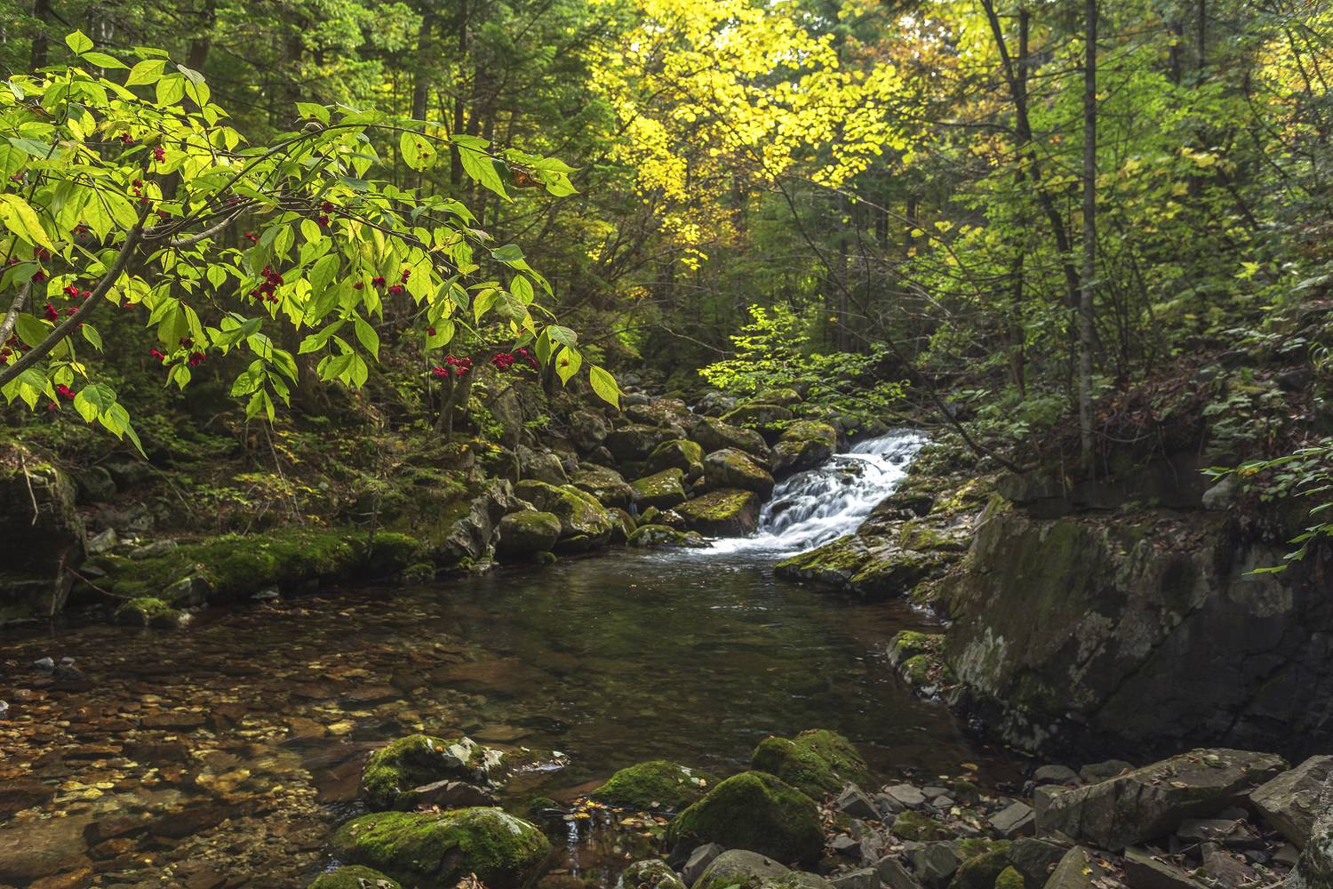 Тайга, ручей, бересклет, ALEKSANDR KUZNETSOV