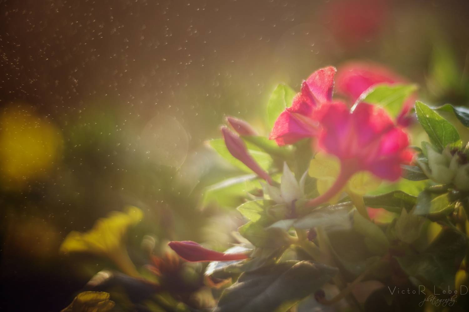 , Виктор Лебедь