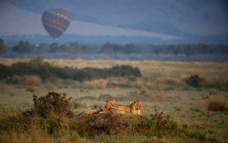 Африканские встречи фото превью
