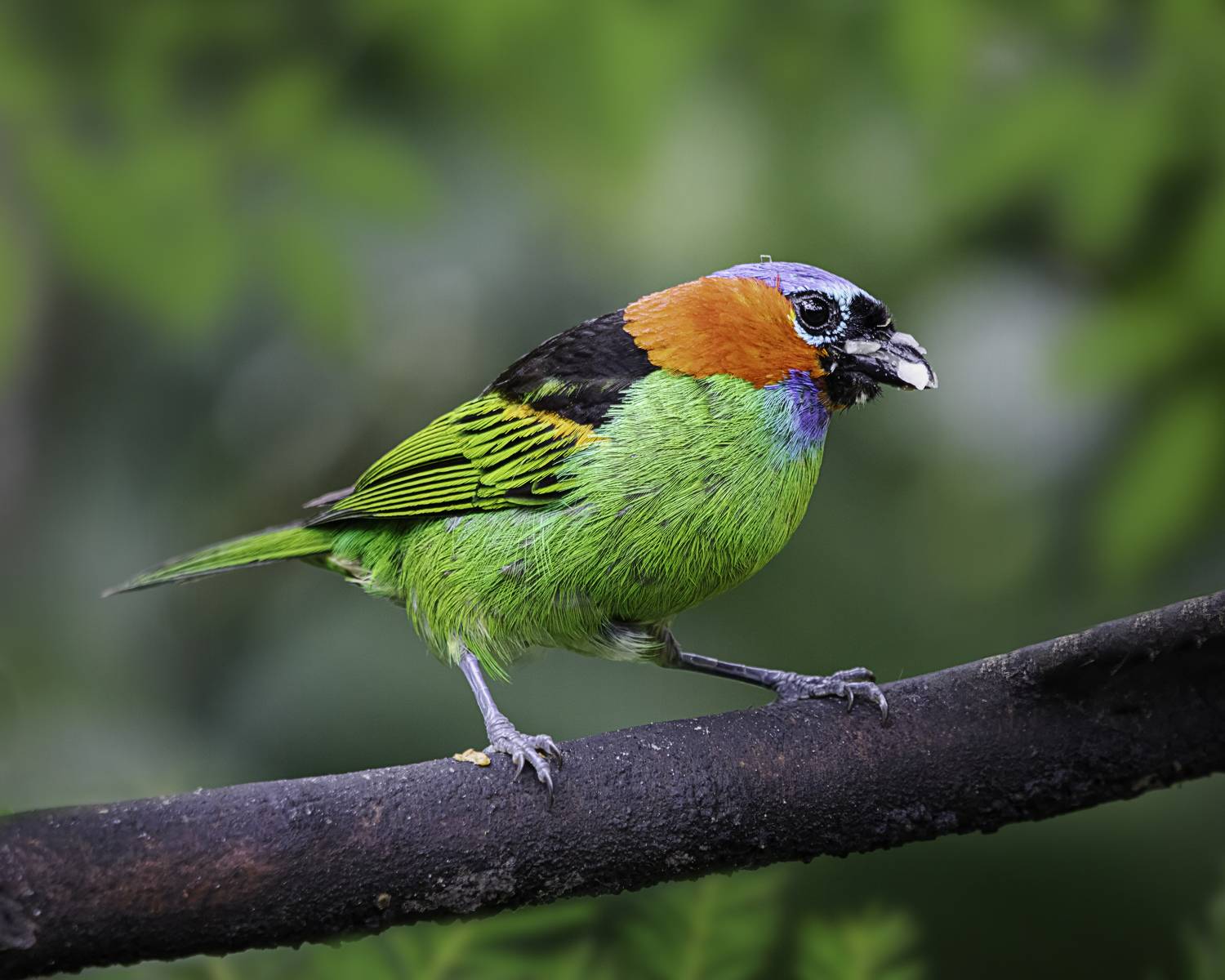 birds, aves, mata atlantica, brasil, passaros,, Joao R Cortez