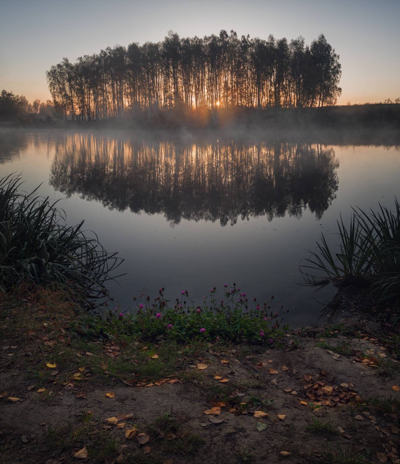 лес, свет, утро, природа, Баранов Олег