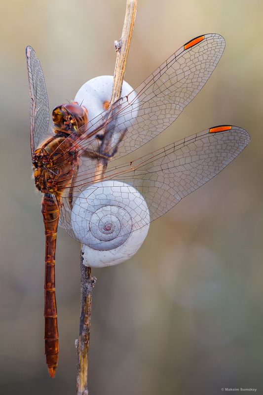 Я вам не помешаю? фото превью