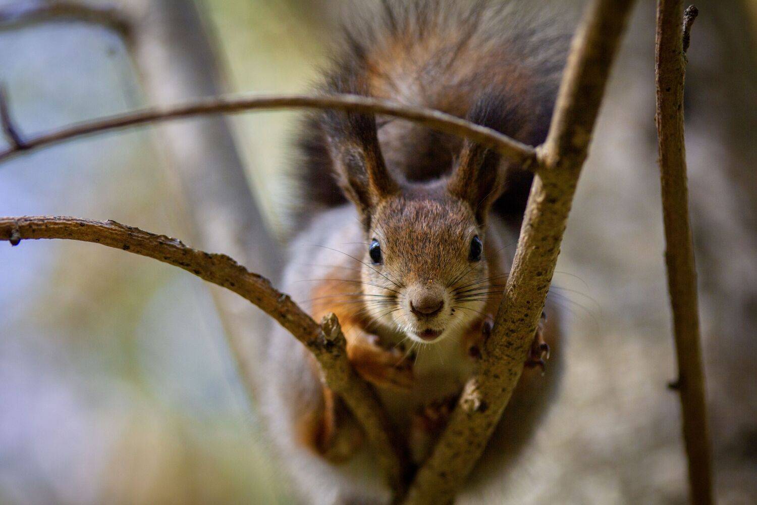 , Сергей Фаренюк