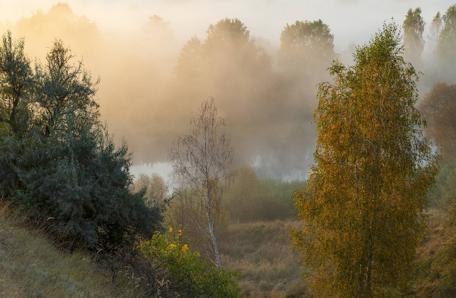 , Дмитрий Новоселов