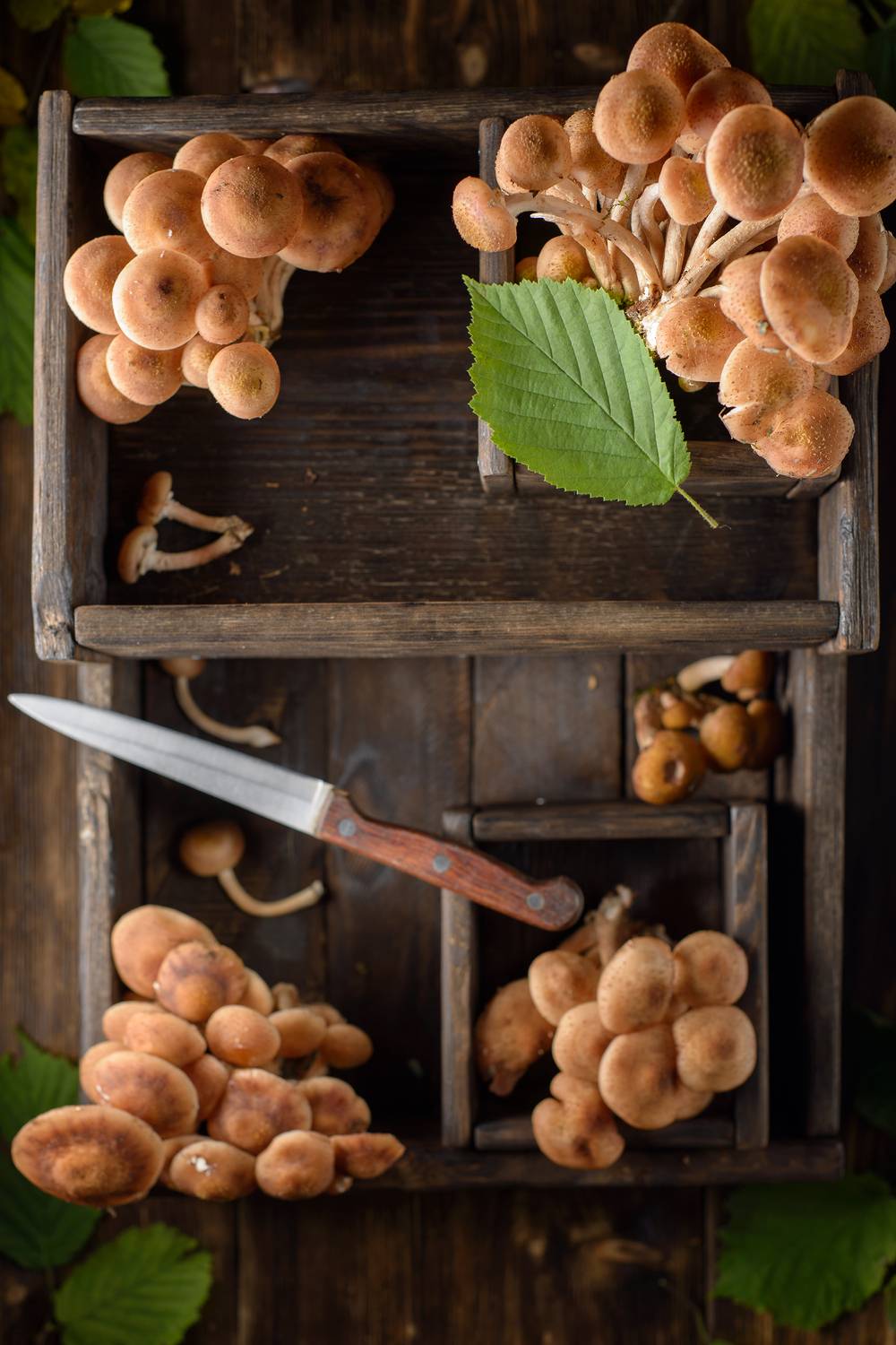 , Сизов Кирилл